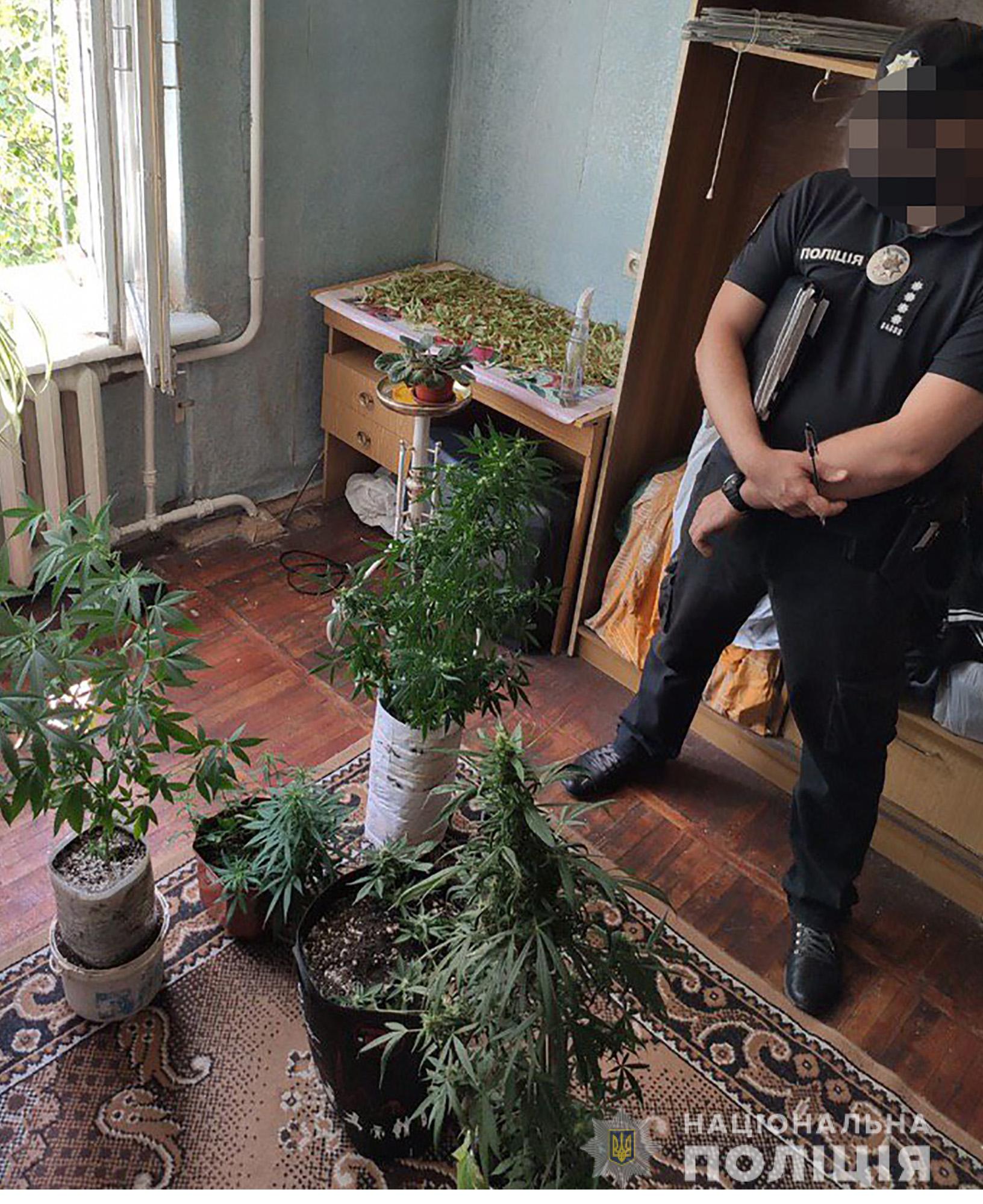 Как выращивать марихуану в домашних у семена конопли купить курьером в москве