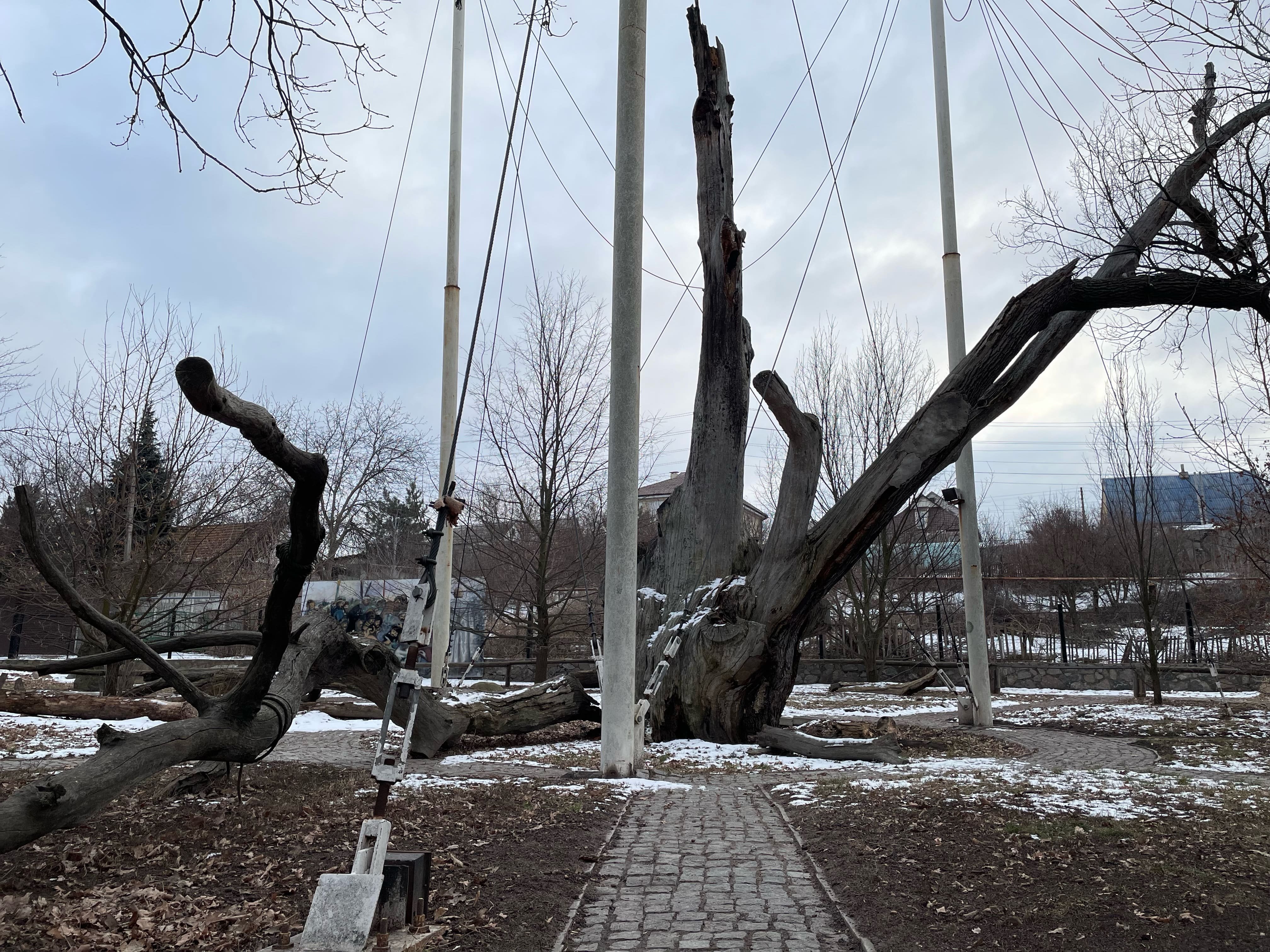 Запорізький дуб «всьо»: у Запоріжжі рухнула гілка 700-річного дуба (Фото)